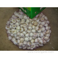 Normal White Garlic New Crop Fresh 2019